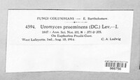Uromyces proëminens image